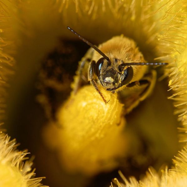 A squash bee gathers pollen in a pumpkin flower. With support from a USDA grant, a team of researchers will study how climate change interacts with stressors such as pesticides and diseases to influence the health of pollinators important for crop pollination. Credit: Tom Andres. All Rights Reserved.