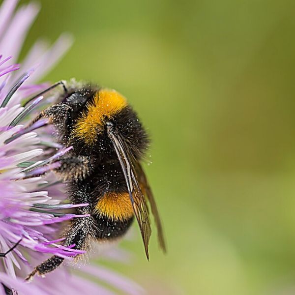 A team of Penn State-led scientists say they've found the genetic pathway that helps bumble bees earn their stripes. IMAGE: EDUARDO GOODY/UNSPLASH