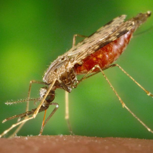 IMAGE: U.S. CENTERS FOR DISEASE CONTROL