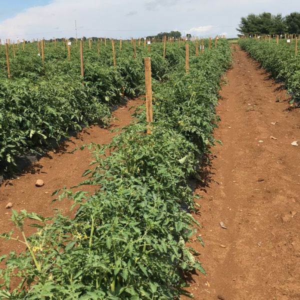 The grafted tomato plants involved in the research produced seed that resulted in progeny that were, on average, 35% more productive. And that growth vigor persisted in the progeny over five generations in the study. IMAGE: PENN STATE