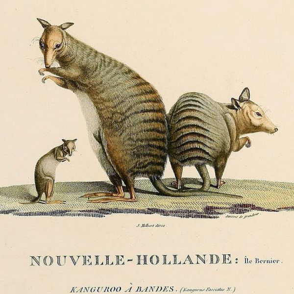 A banded hare-wallaby IMAGE: MAMMALS OF AUSTRALIA JOHN GOULD / PUBLIC DOMAIN