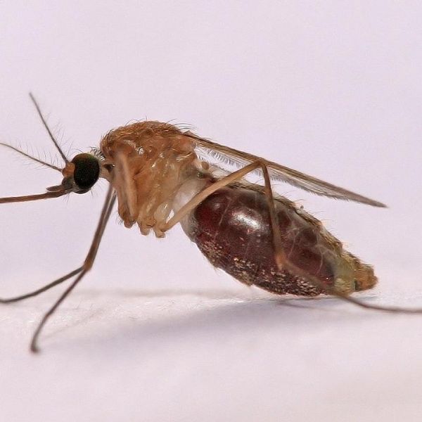 Researchers identified new strategies for reducing the failure rate of current malaria treatment methods. This image features the Anopheles gambiae mosquito, which is one of the most important vectors of malaria in sub-Saharan Africa. Credit: Muhammad Mahdi Karim, Wikimedia. All Rights Reserved.