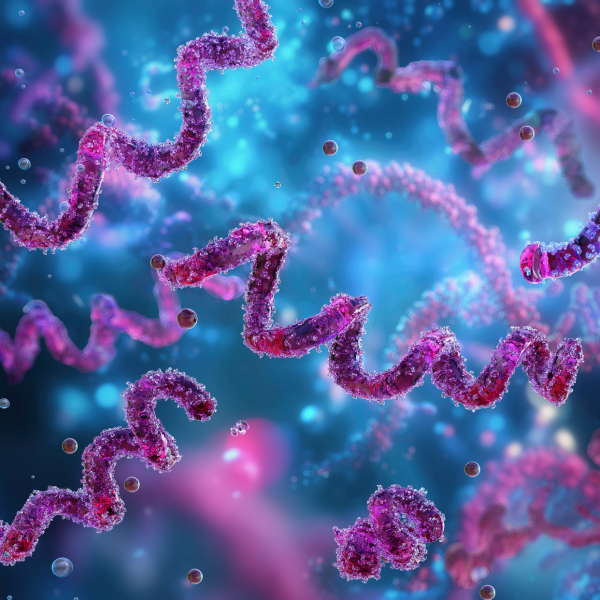 Treponema pallidum, represented in this illustration as purple corkscrews, is the bacterium that gives rise to syphilis. Credit: Illustration by quantic69/Getty Images. All Rights Reserved.
