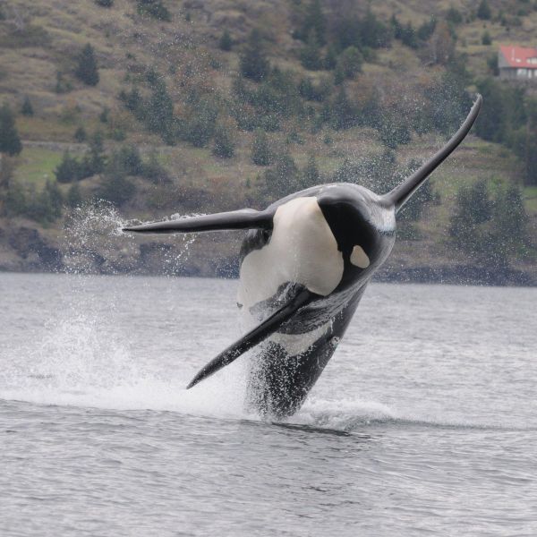 A male orca breaching off the west side of San Juan Island in Washington state. On his left side is a suction cup-attached "Dtag" which records depth, sound, acceleration and 3-dimensional orientation. CREDIT: M. Brad Hanson; Taken under federal permits NMFS #'s 781-1824 and 16163