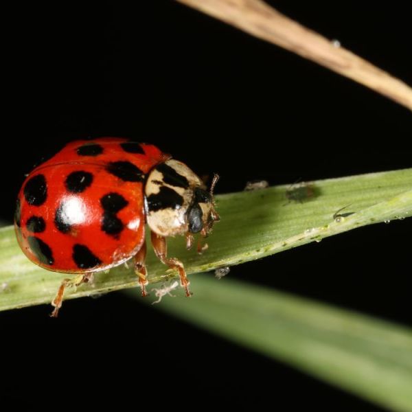 Researchers found that ladybug scents can cue aphids — an agricultural pest — to eat and reproduce less.  Credit: Courtesy of Sara Hermann / Penn State. Creative Commons
