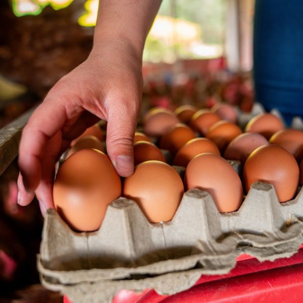 By extending egg production in broiler breeder hens, farmers may be able to reduce flock turnover, improve animal welfare and increase efficiency, according to researchers at Penn State. Credit: Hispanolistic/Getty Images. All Rights Reserved.