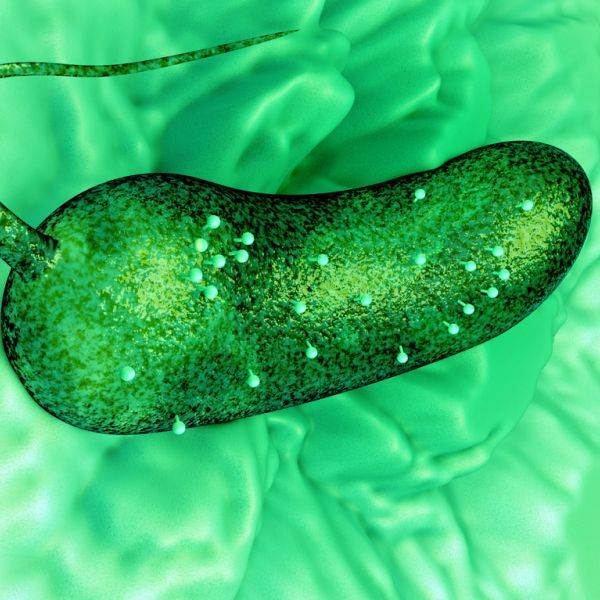 Liquid-Cell Electron Tomography (LC-ET) offers an exciting technical advance to study dynamic materials in solution. The figure illustrates how LC-ET was used to define the “rules of engagement” for pathogenic phages and its host bacterium. IMAGE: KELLY LAB/PENN STATE