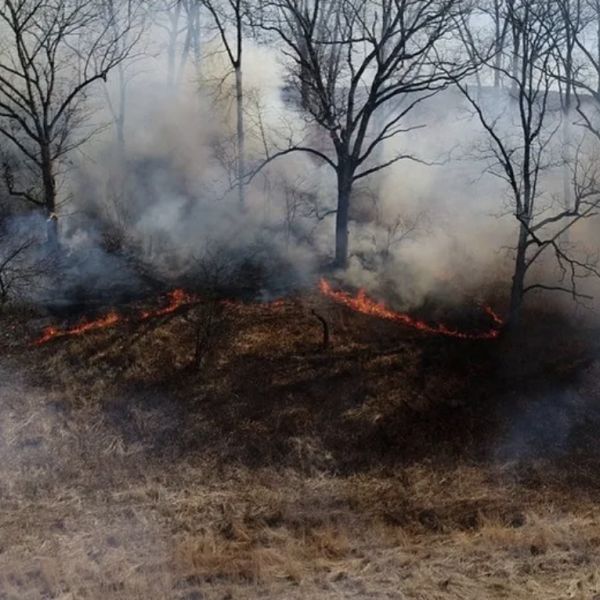 The results of this study strongly suggest that Native Americans did, indeed, extensively use fire to manage their environment and both directly and indirectly promoted fire-adapted trees such as oak and beech. Credit: Penn State. Creative Commons
