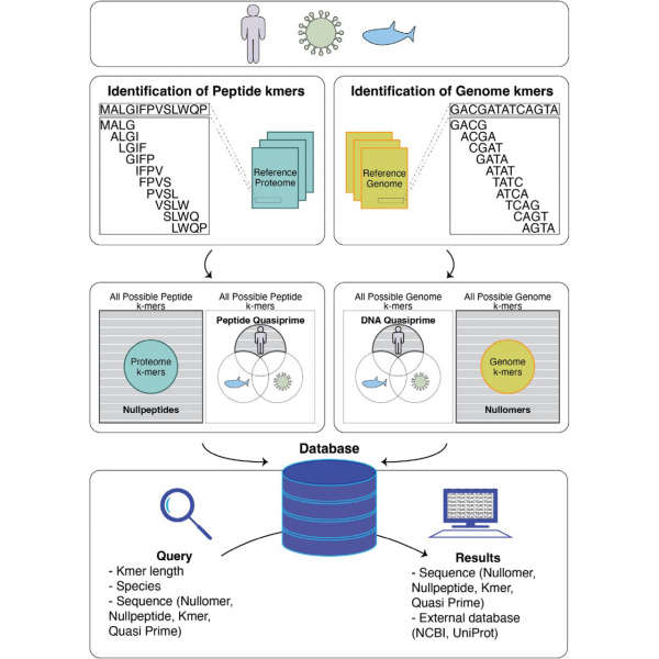 Illustration of the derivation of kmers, nullomers, and nucleic quasi-primes in reference genomes and of kmer peptides, nullpeptides and quasi-prime peptides in reference proteomes.