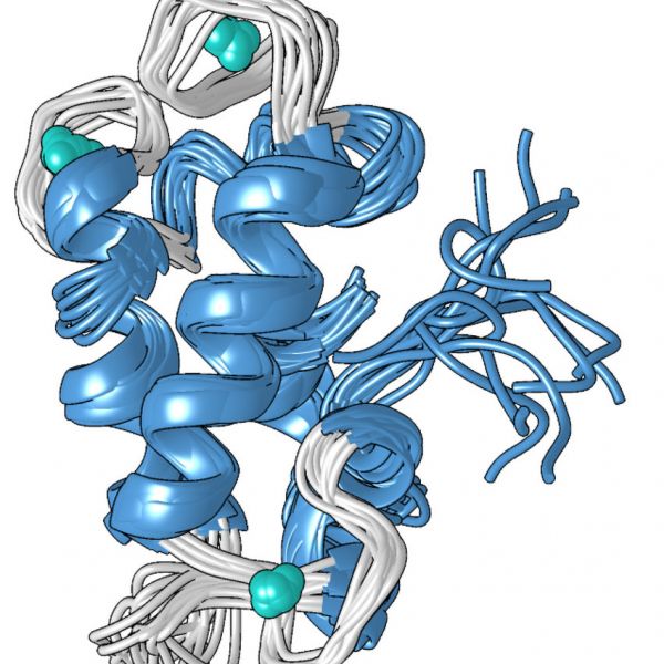 A structural model of the compact metal-bound form of the lanmodulin protein, which is 100 million times better at binding to lanthanides — the rare-earth metals used in smartphones and other technologies — than to other metals like calcium. IMAGE: PENN STATE