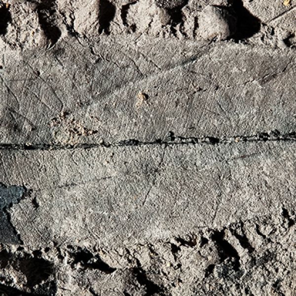 This fossil leaf of a Kapur Paya tree (Dryobalanops rappa) from Brunei is the first fossil record of an endangered tropical tree species. Credit: Wang/Wilf. All Rights Reserved.