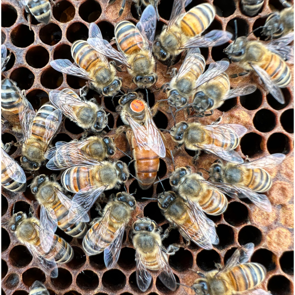 Queen bees emit a pheromone that attracts worker bees — the queen's daughters — to her side. Credit: Sean Bresnahan. All Rights Reserved.