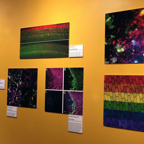 A recent art exhibition in downtown State College featured 18 works by Penn State scientists. IMAGE: PENN STATE