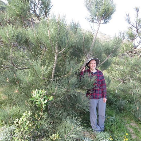 Study co-first author Alayna Mead, postdoctoral scholar in the Department of Ecosystem Science and Management, stands among Torrey pine trees in southern California. Credit: Penn State. Creative Commons