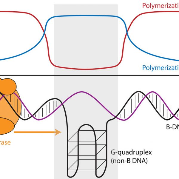 Differences in geographic origin of a person’s mitochondrial and nuclear genomes due to admixture can affect function of mitochondria, energy-generating organelles located inside cells that have their own separate genome. A new study reveals that mitochondrial DNA (mtDNA) copy number decreases with increasing “mito-nuclear” dissimilarity in geographic origins of the mitochondrial and nuclear genomes (e.g. as the proportion of nuclear DNA from population 1 decrease). IMAGE: ARSLAN ZAIDI, PENN STATE