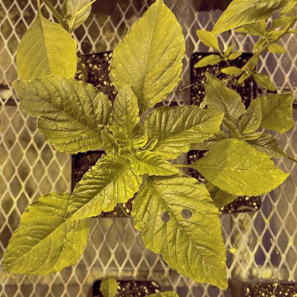 This herbicide-resistant pigweed was found growing in a Pennsylvania soybean field. Credit: Penn State. Creative Commons