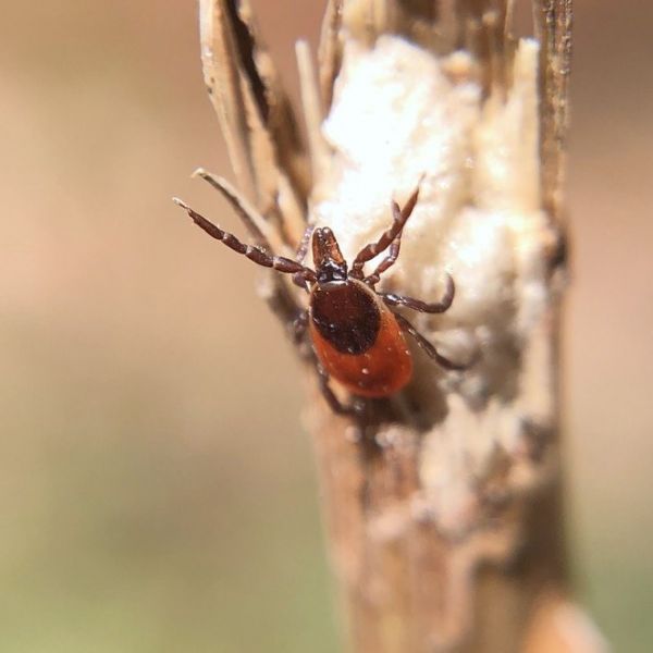 A "questing" female Ixodes scapularis (blacklegged tick) reaches out in hopes of climbing aboard a host. Researchers say the blacklegged tick, the primary vector of Lyme disease, was almost nonexistent in Pennsylvania in the 1960s but now is the state's dominant tick species.  IMAGE: JOYCE SAKAMOTO/PENN STATE