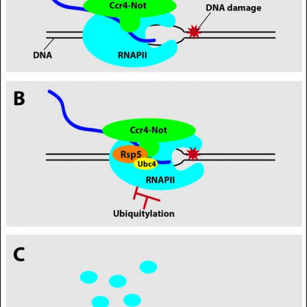“The Ccr4-Not complex is involved in nearly every step of this process from start to finish," said Reese. "Our new research shows that this complex has an additional function that helps maintain normal cellular function when something goes wrong during transcription.”  During the transcription of RNA from DNA, RNAPII — itself a large complex made up of multiple protein subunits — travels along the strand of DNA reading the ATCG sequence and producing a complementary strand of RNA. If the RNAPII encounters DNA damage, which can be caused by UV radiation and other sources, it can become stuck and prevent