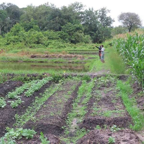 Farmers confer amidst their corn crop, garden and fish ponds. Typically, smallholder fish farms are family-run operations that raise tilapia in small areas of land along with a few crops and some livestock. Credit: Jacob Johnson. All Rights Reserved.
