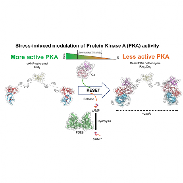 The activation of Protein Kinase A (PKA) is a critical part in how the body responds to stress and starvation. Using a variety of imaging and biochemical techniques, a team of researchers from Penn State has revealed how the metabolic cycle that activates PKA resets itself between stressful events. Credit: Varun Venkatakrishnan/Anand Lab / Penn State. Creative Commons