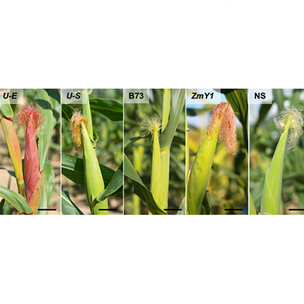 The flavonoids that provide insecticide-like protection to some corn lines against corn earworm larvae also provide pigments to the plants that show up in the silks, husks and kernels. Pictured here are the lines used in the research. Credit: Penn State. Creative Commons