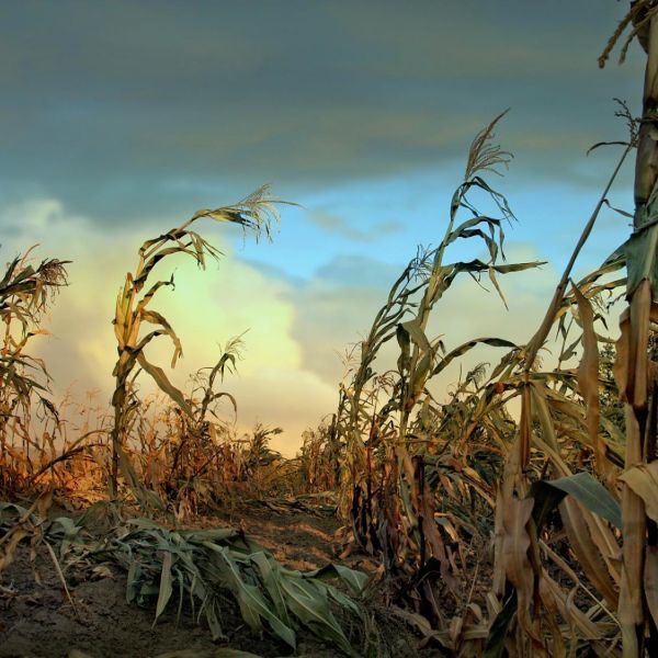 The researchers simulated corn production in 38,572 locations under the six nuclear war scenarios of increasing severity. Because of the crop’s global significance, the researchers chose to model corn’s collapse in a nuclear winter to represent the expected fate of agriculture overall. Credit: crisserbug/Getty Images. All Rights Reserved.
