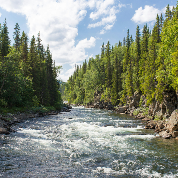 The findings may have implications for policymakers hoping to make these conservation programs more impactful, according to the researchers. Credit: Jon Flobrant/Unsplash. All Rights Reserved.