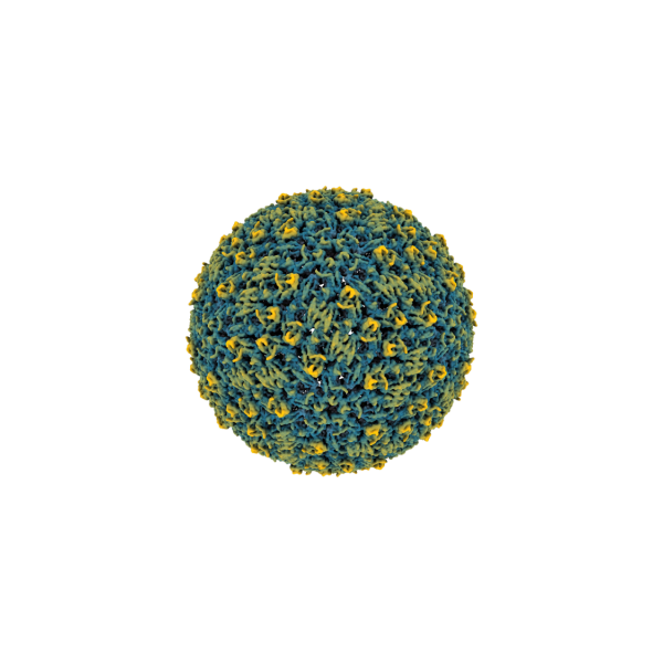 Researchers reconstructed a high-resolution 3D image of a tick-borne Powassan virus. Credit: Courtesy of the Hafenstein lab at the University of Minnesota. All Rights Reserved.