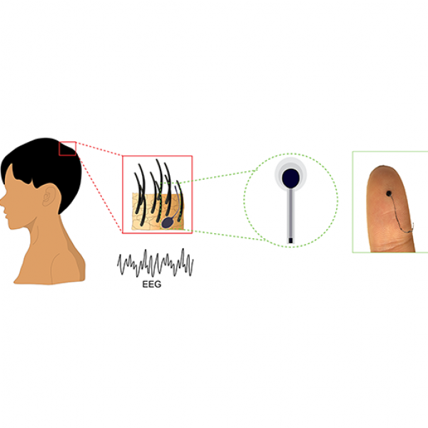 The lightweight and flexible electrode, which looks like a strand of hair, attaches directly to the scalp and delivers stable, high-quality recordings of the brain’s signals. Credit: Courtesy of the Zhou Lab / Penn State. Creative Commons
