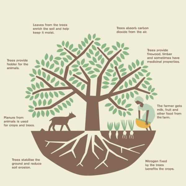 Benefits from Agroforestry System (Image from renature.co)