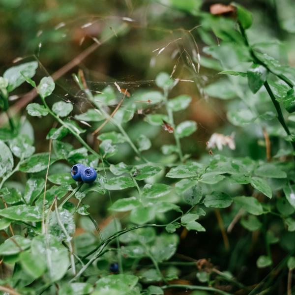The study's findings could be used to help inform precision agriculture approaches to help conservation efforts, the researchers said. Credit: Freestocks/Unsplash. All Rights Reserved.