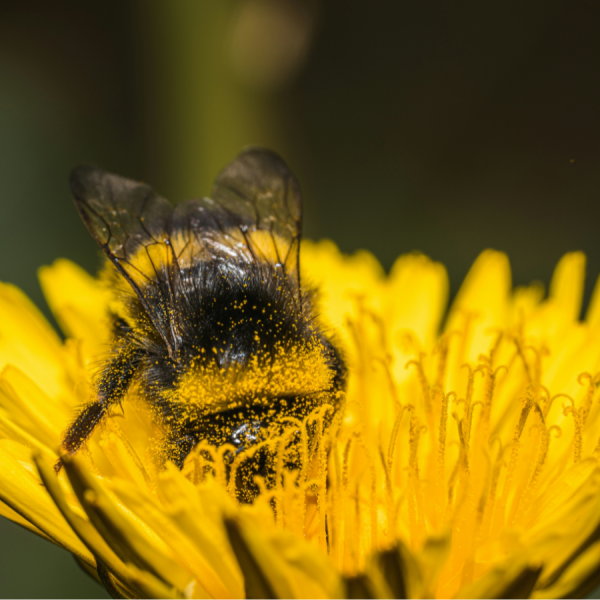 The findings challenge previous beliefs that scientists can make assumptions about bees’ nutritional needs based on what they choose to consume, according to the researchers. Credit: Neringa Normantaite/Unsplash. All Rights Reserved.