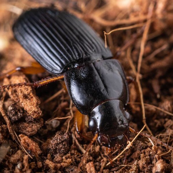 When Pennsylvania ground beetles are not defending themselves they are friends of agriculture, consuming up to their body weight daily, eating pests such as aphids, moth and beetle larvae, as well as slugs and snails. They can spray their defensive chemicals a distance multiple times their body length. IMAGE: NICK SLOFF PENN STATE