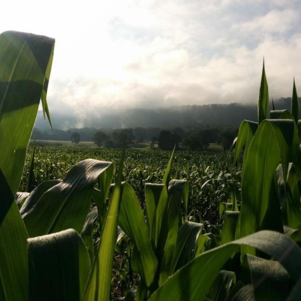 Although this method of identifying deep-rooting plants was accomplished with corn, shown here on a cloudy summer morning growing at Penn State's Russell E. Larson Agricultural Research Center, it can be used with all plants, the researchers said. Credit: Penn State. Creative Commons