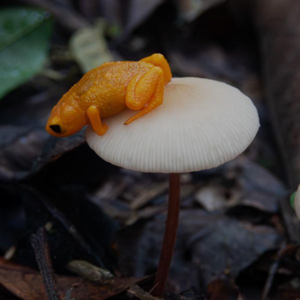 Pumpkin toadlets naturally contain microbes that inhibit chytrid fungus. Researchers found that droughts can decrease these microbes, leaving the frogs vulnerable to infection and death.  Credit: Shannon Buttimer / Penn State. Creative Commons