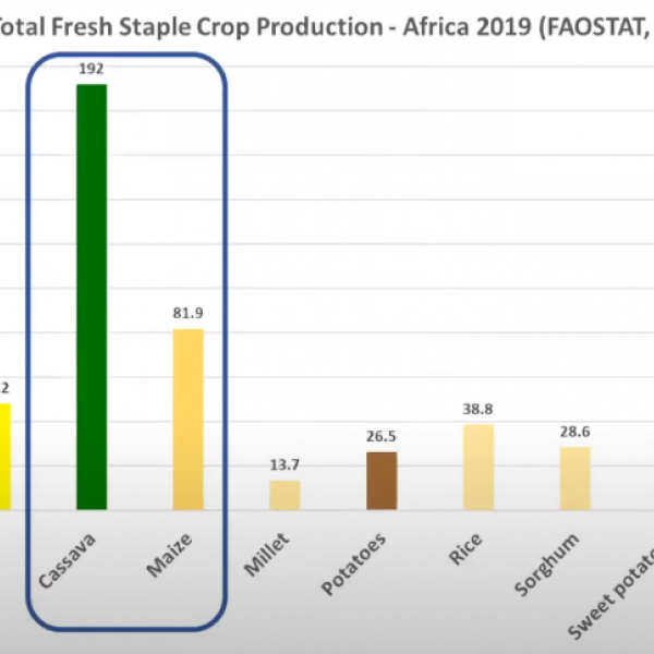 Total Fresh Staple Crop Production - Africa 2019 (FAOSTAT, 2021)