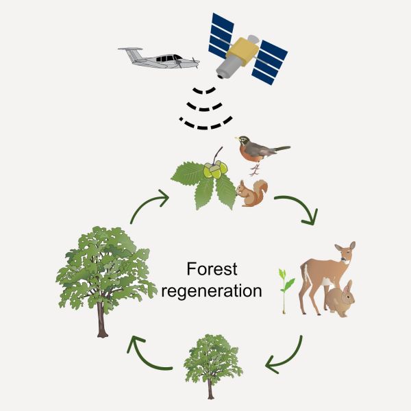 Forest regeneration includes seed production and seedling recruitment. These two processes can be captured using remote sensing by satellites to help forest managers make decisions related to seeding and planting, coping with the migration of tree species, and habitat and wildlife management, according to Penn State researchers.  Credit: Tong Qiu/Penn State. All Rights Reserved.