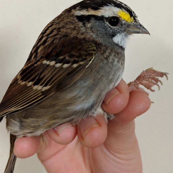 White-throated sparrows are among the best-studied North American songbirds. With a typical wingspan of 6 to 7 inches, it breeds primarily in northern boreal coniferous and mixed forests and, a short-distance migrant, winters mainly in the southeastern U.S. To make these migrations, the bird's body changes significantly. IMAGE: PAUL BARTELL / PENN STATE