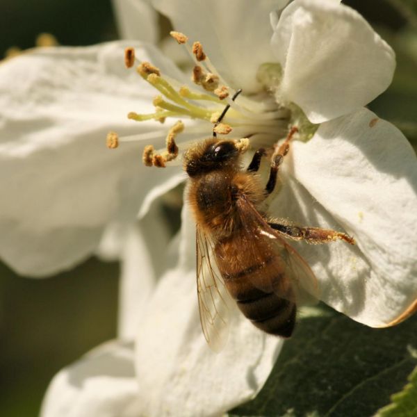 A honey bee visits an apple flower. Managed honey bees and wild native bees provide critical pollination services for agricultural crops in the United States, but researchers say the public's knowledge of wild bee species is low. Credit: Laura Russo. All Rights Reserved.