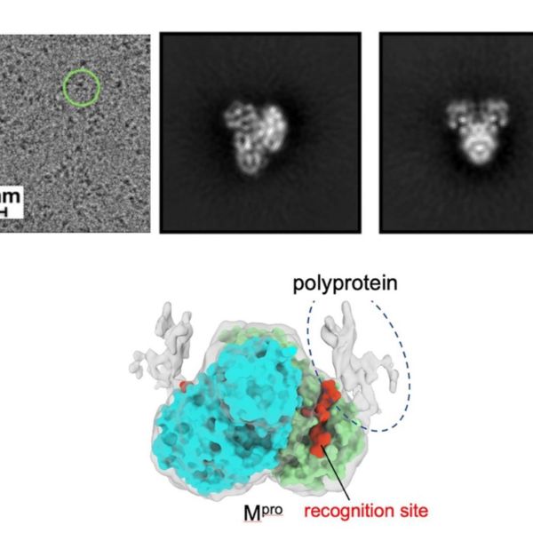 A new study provides insight into how a long string of connected proteins called a polyprotein in the SARS-CoV-2 virus is cleaved apart by a protease called Mpro, an important step during virus replication. Using an imaging technique called cryo-electron microscopy (cryo-EM), the research team proposes that the stepwise cleavage process is dictated by the polyprotein's structure. Top left: Cryo-EM image of the Mpro and polyprotein complex (greyscale, particles of the complex are indicated by green circles). Top middle and right: 2D-class averages of the complex. Bottom: Cryo-EM density map of the complex (gray transparent) shows the densities of the polyprotein (dashed oval) outside from the recognition site binding Mpro (green and cyan). Credit: Murakami Laboratory / Penn State. Creative Commons