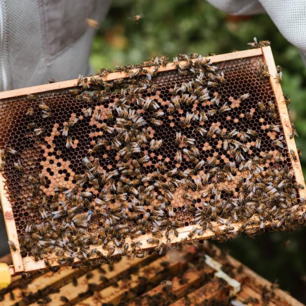 A new study by Penn State researchers is is the first to concurrently consider a variety of potential honey bee stressors at a national scale and suggests several areas of concern to prioritize in beekeeping practices. Credit: Anete Lusina/Pexels. All Rights Reserved.
