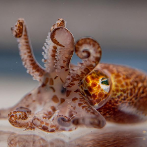 New study sheds light on how bioluminescent bacteria coordinate cellular signaling to colonize the light organ of the Hawaiian bobtail squid in a mutually beneficial relationship. Credit: Michelle Bixby / Penn State. Creative Commons