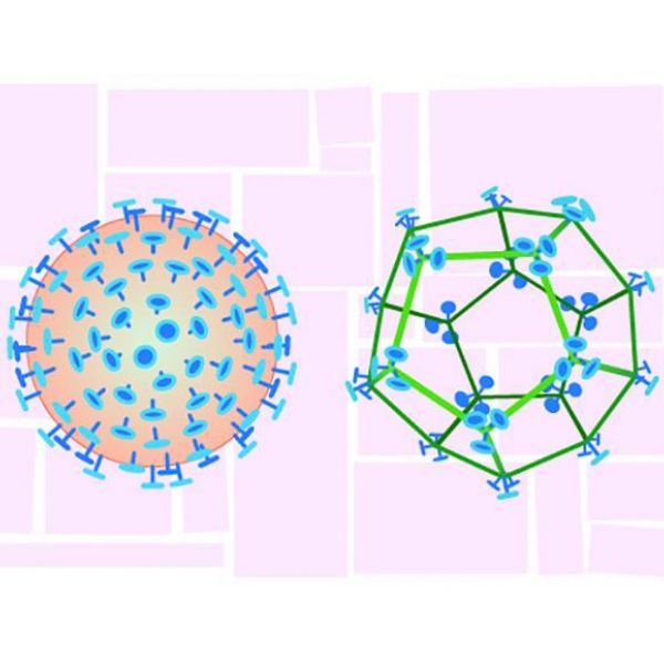 Researchers have demonstrated proof-of-principle of a protein-based intranasal vaccine platform, called SpyCage, that could eventually help to prevent infection and transmission of respiratory viruses, like SARS-CoV-2. Image shows an illustration of the SpyCage vaccine platform, on right, decorated with a portion of the spike protein from SARS-CoV-2, next to an illustration of the virus. Credit: Dani Zemba / Penn State. Creative Commons