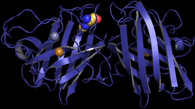 Penn State researchers studied how an environmental toxin may affect the structure of a protein and lead to a neurodegenerative disease. Above is a model of the protein, copper-zinc superoxide dismutase, with the toxin, β-Methylamino-L-alanine, incorporated into its structure. IMAGE: ELIZABETH PROCTOR