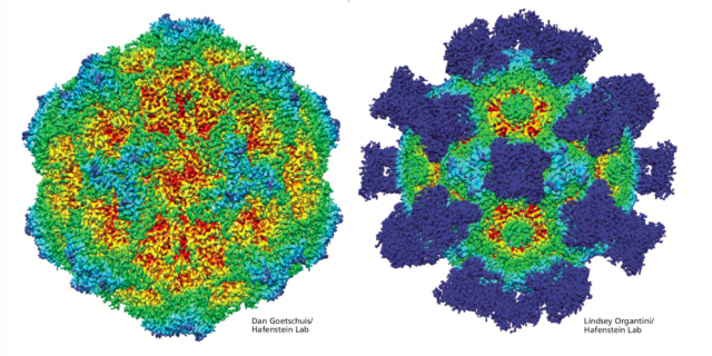 Virologist Susan Hafenstein's lab uses cryo-electron microscopy to make high-resolution models of viruses such as the canine parvovirus (CPV) shown here. At left is a CPV capsid, or protein shell, color-coded to indicate surface features. Red areas are depressed and light blue areas are elevated. The capsid at right has been treated with antibodies, shown in dark blue. Binding to the antibodies caused changes in the capsid surface, offering clues to how the virus might be inactivated. IMAGE: DAN GOETSCHUIS (L) AND LINDSEY ORGANTINI (R) / HAFENSTEIN LAB