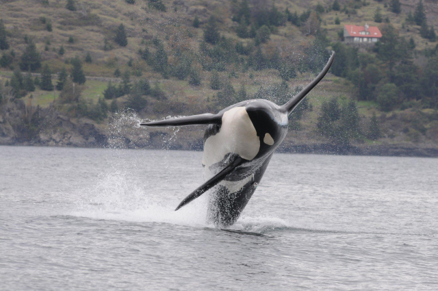 A male orca breaching off the west side of San Juan Island in Washington state. On his left side is a suction cup-attached "Dtag" which records depth, sound, acceleration and 3-dimensional orientation. CREDIT: M. Brad Hanson; Taken under federal permits NMFS #'s 781-1824 and 16163
