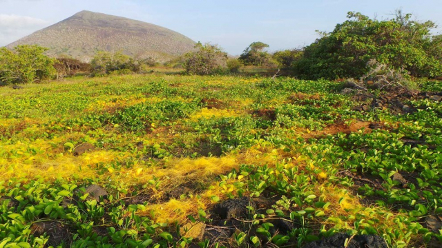 The parasitic plant dodder has stolen over 100 functional genes from its hosts through a process called horizontal gene transfer, according to a new study led by researchers at Penn State. These stolen genes contribute to dodder’s ability to attach to and steal nutrients from its host and even to send genetic weapons back into the host. IMAGE: CLAUDE DEPAMPHILIS, PENN STATE