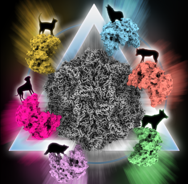 Researchers report the rock-and-roll motion of the canine parvovirus when it comes in contact with the transferrin receptor receptor offers hints at how the disease was able to evolve and strike several different species. IMAGE: DARYL BRANFORD-HUCK LIFE SCIENCES
