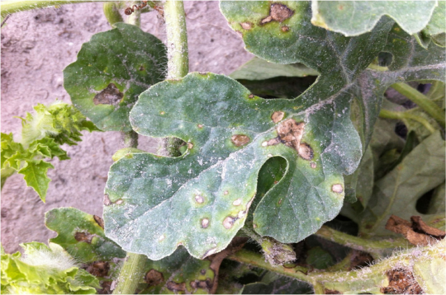 This photo illustrates bacterial leaf spot symptoms on watermelon caused by Pseudomonas syringae. A USDA grant awarded to Penn State will support researchers as they explore bacterial pathogens causing leaf spot diseases.  IMAGE: ERIC NEWBERRY