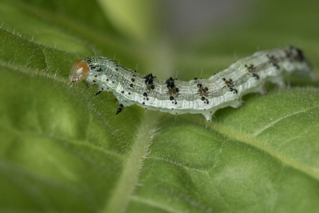 Fall armyworms are pests of corn plants. IMAGE: NICK SLOFF, PENN STATE